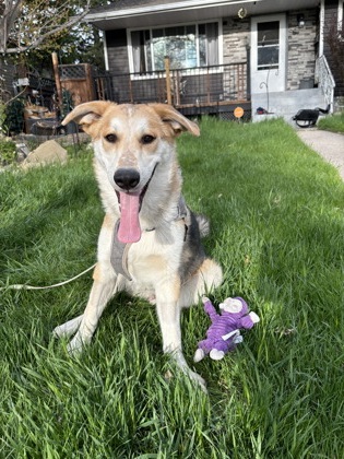 Photo of an adoptable male dog named Bentley. He is a White Blond and black mixed breed dog who is 8 months old