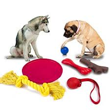 Two dog's are playing with dog toys