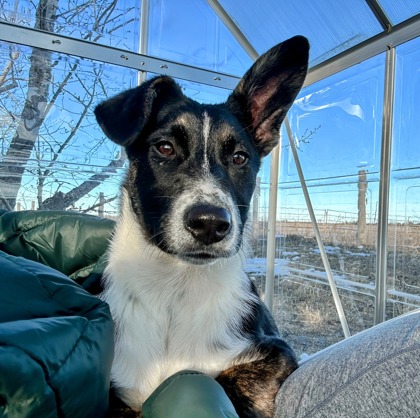 Photo of an adoptable female puppy named Angel. She Blue, Black,Brindle is a White Blond and black German Shepherd Mix breed puppy who is 5 months old