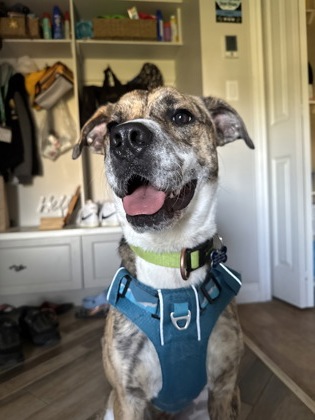 Photo of an adoptable female dog named Freya. She is a medium mixed breed dog who is just over 2 years old.
