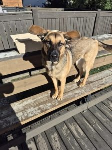 Photo of an adoptable female dog named Aries. She is a Large mixed breed dog who is just over 10 months old.