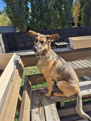 Photo of an adoptable female dog named Aries. She is a Large mixed breed dog who is just over 10 months old.