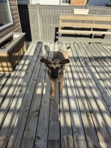Photo of an adoptable female dog named Aries. She is a Large mixed breed dog who is just over 10 months old.